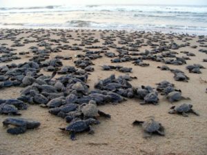Gahirmatha Beach and the Olive Ridley Turtles