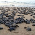 Gahirmatha Beach and the Olive Ridley Turtles