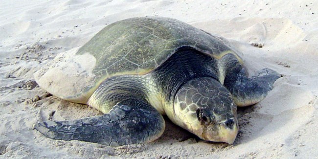 Turtle man of Odisha and the Olive Ridley turtles